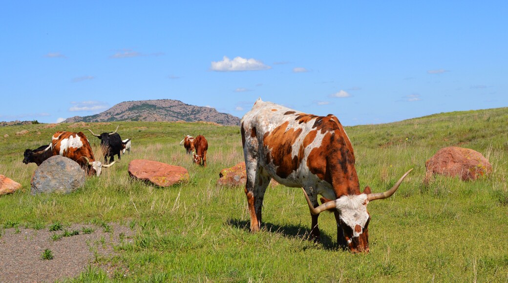 Texas Longhorn Cattle