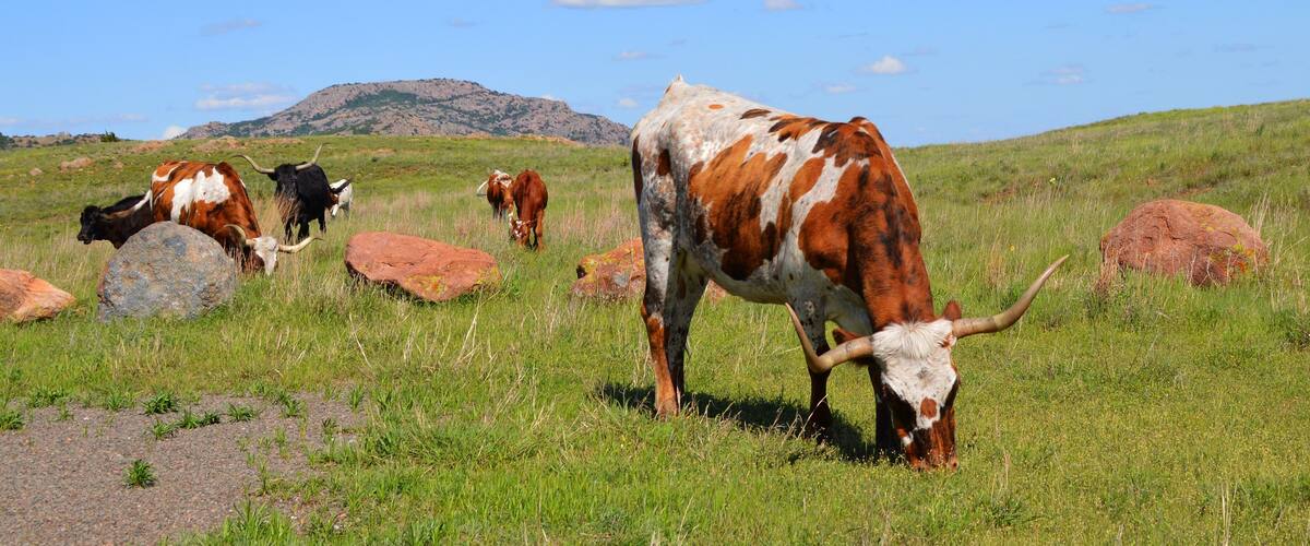 Texas Longhorn Cattle