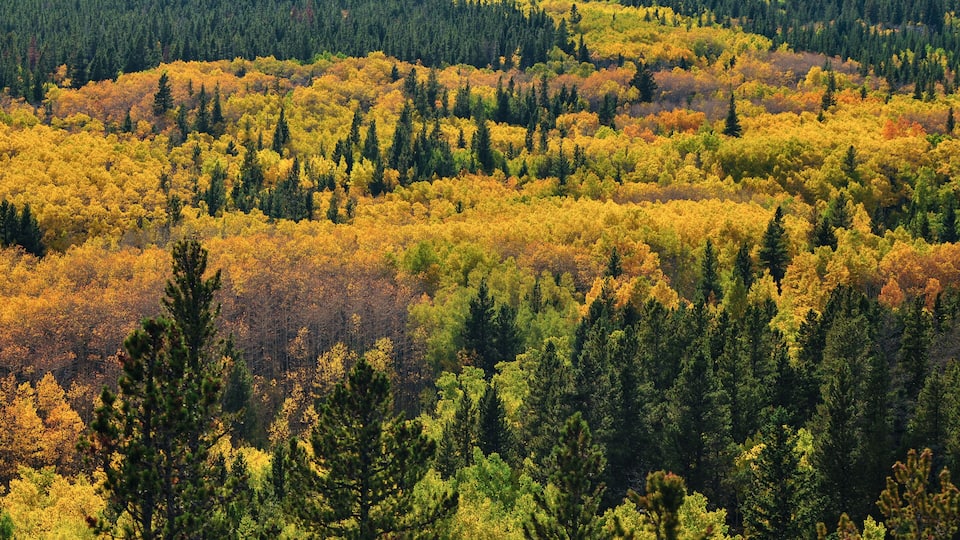 A beautiful display of early fall colors on the road between Estes Park and Central City, Colorado, USA