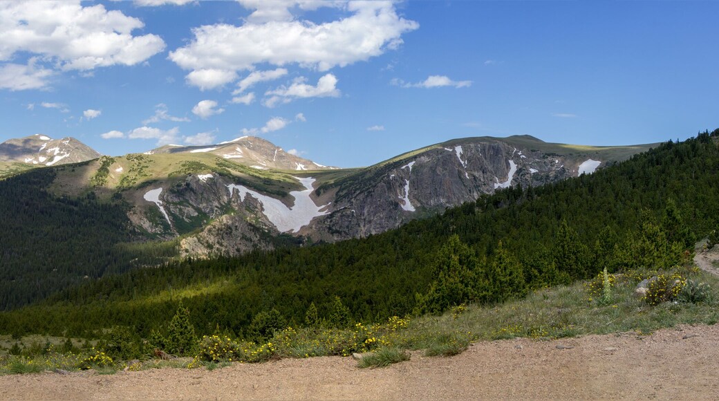 North Central Evergreen