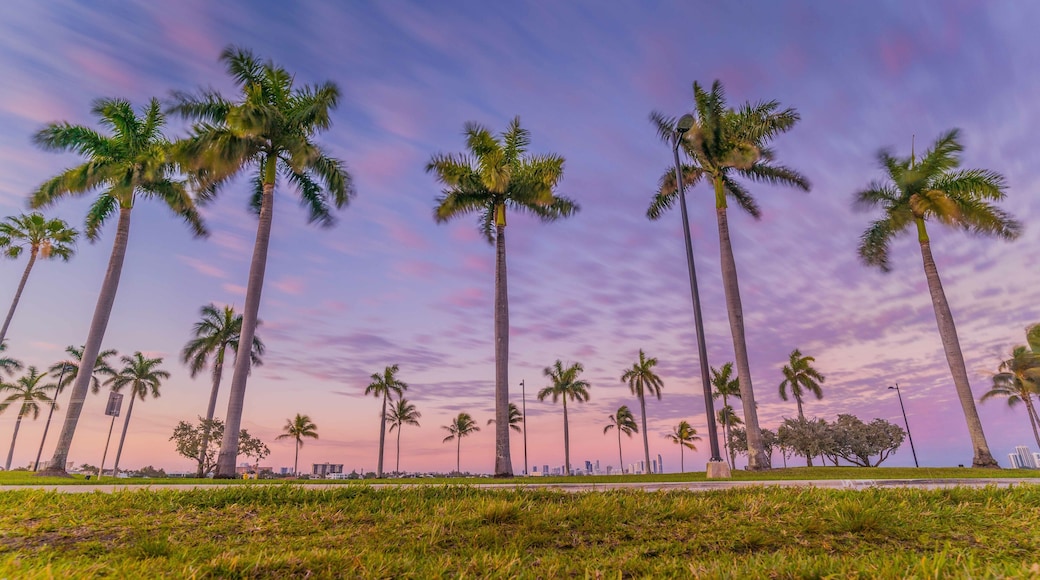 palm beach tropical countryside florida miami cuba tree blue sky pink sea landscape sunset ocean summer tree nature island sand coconut water vacation coast green palm tree tourism clouds