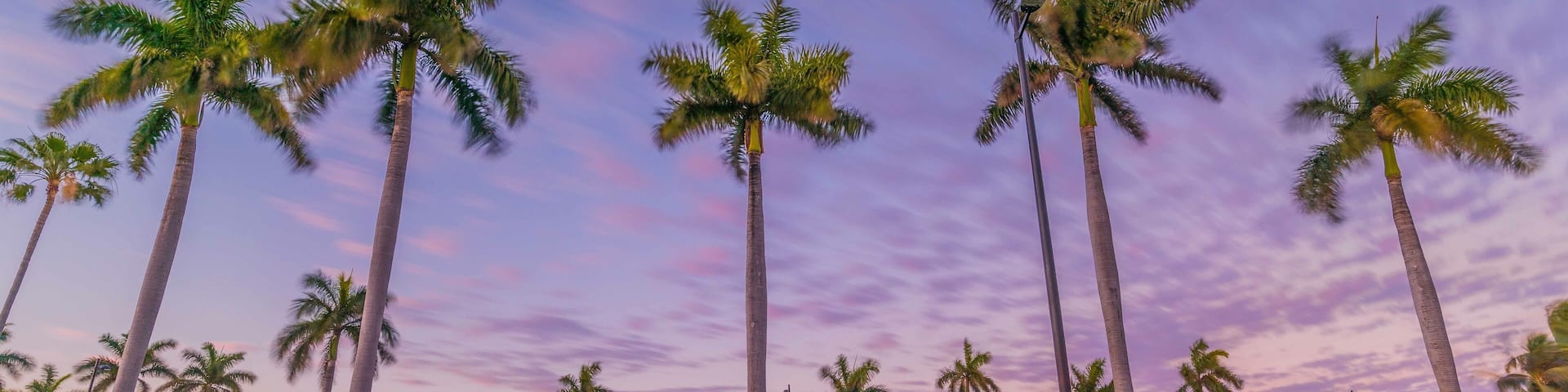 palm beach tropical countryside florida miami cuba tree blue sky pink sea landscape sunset ocean summer tree nature island sand coconut water vacation coast green palm tree tourism clouds