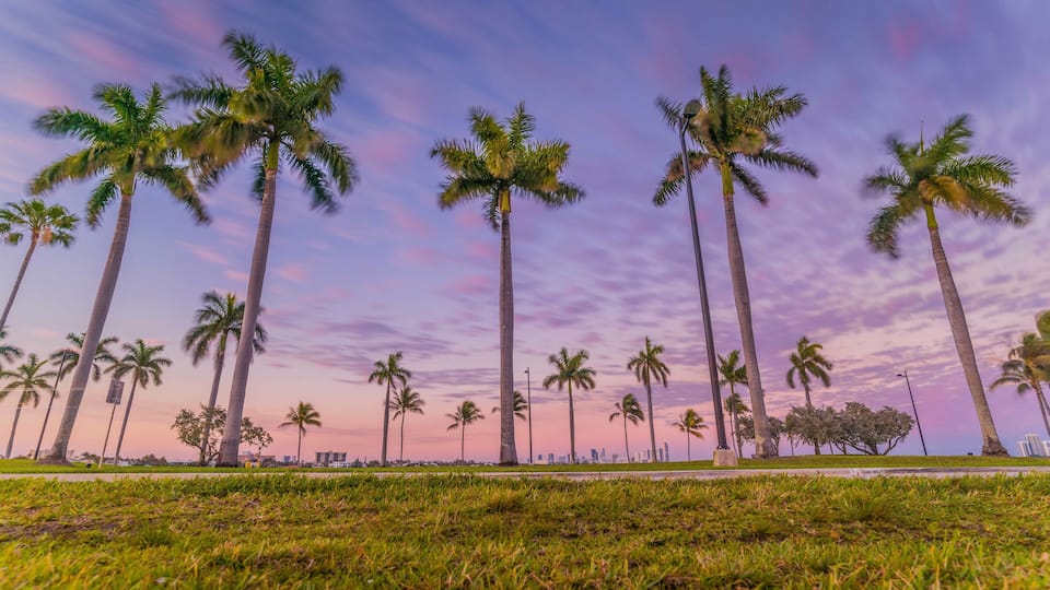 palm beach tropical countryside florida miami cuba tree blue sky pink sea landscape sunset ocean summer tree nature island sand coconut water vacation coast green palm tree tourism clouds