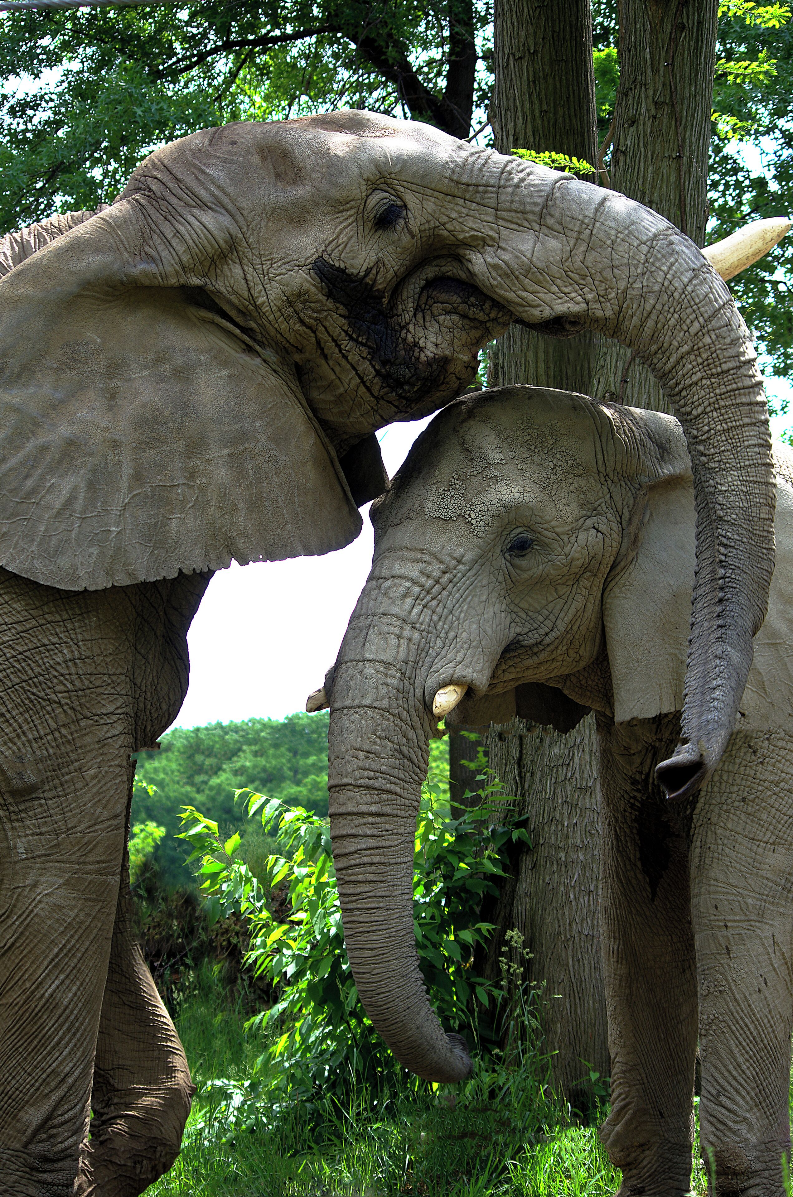 The larger of the two elephants is "Willie".  He weighs in at 13000 pounds and measures 11 feet at the shoulder.  Can use say "really, really big!!"