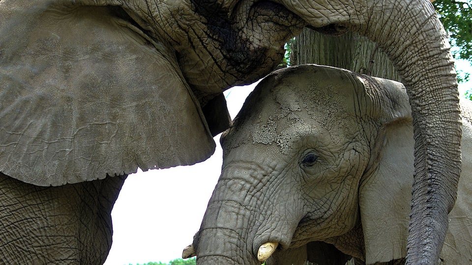 Two elephants in a natural setting with trees and greenery in the background.