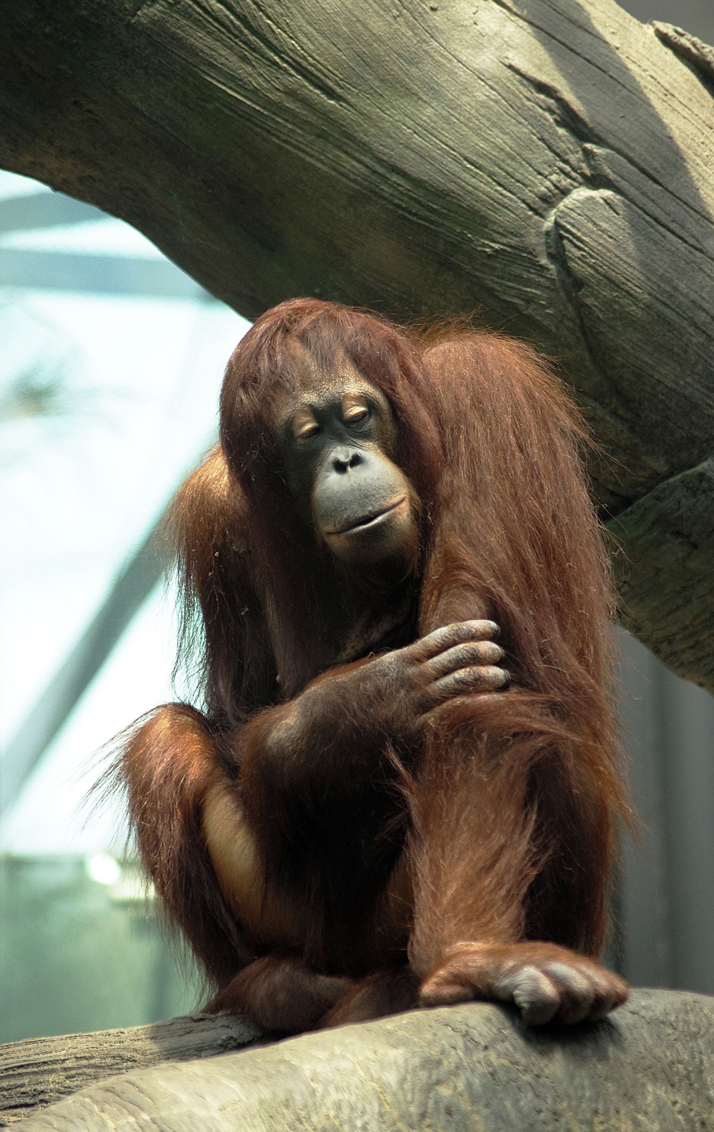 The Orangutans are among my favorite primates.