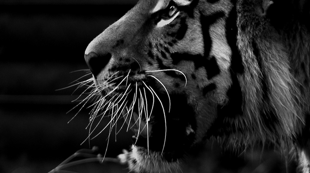 Took this picture not too long ago at the zoo at the awesome Tiger exhibit.