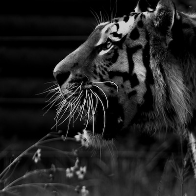 Took this picture not too long ago at the zoo at the awesome Tiger exhibit.