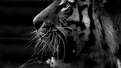 Took this picture not too long ago at the zoo at the awesome Tiger exhibit.