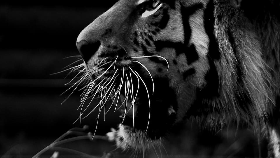 A close-up of a tiger's face with distinctive black stripes and white whiskers.