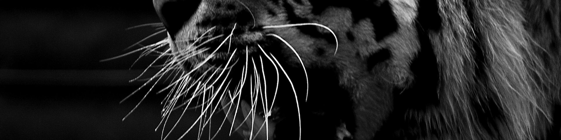 Took this picture not too long ago at the zoo at the awesome Tiger exhibit.