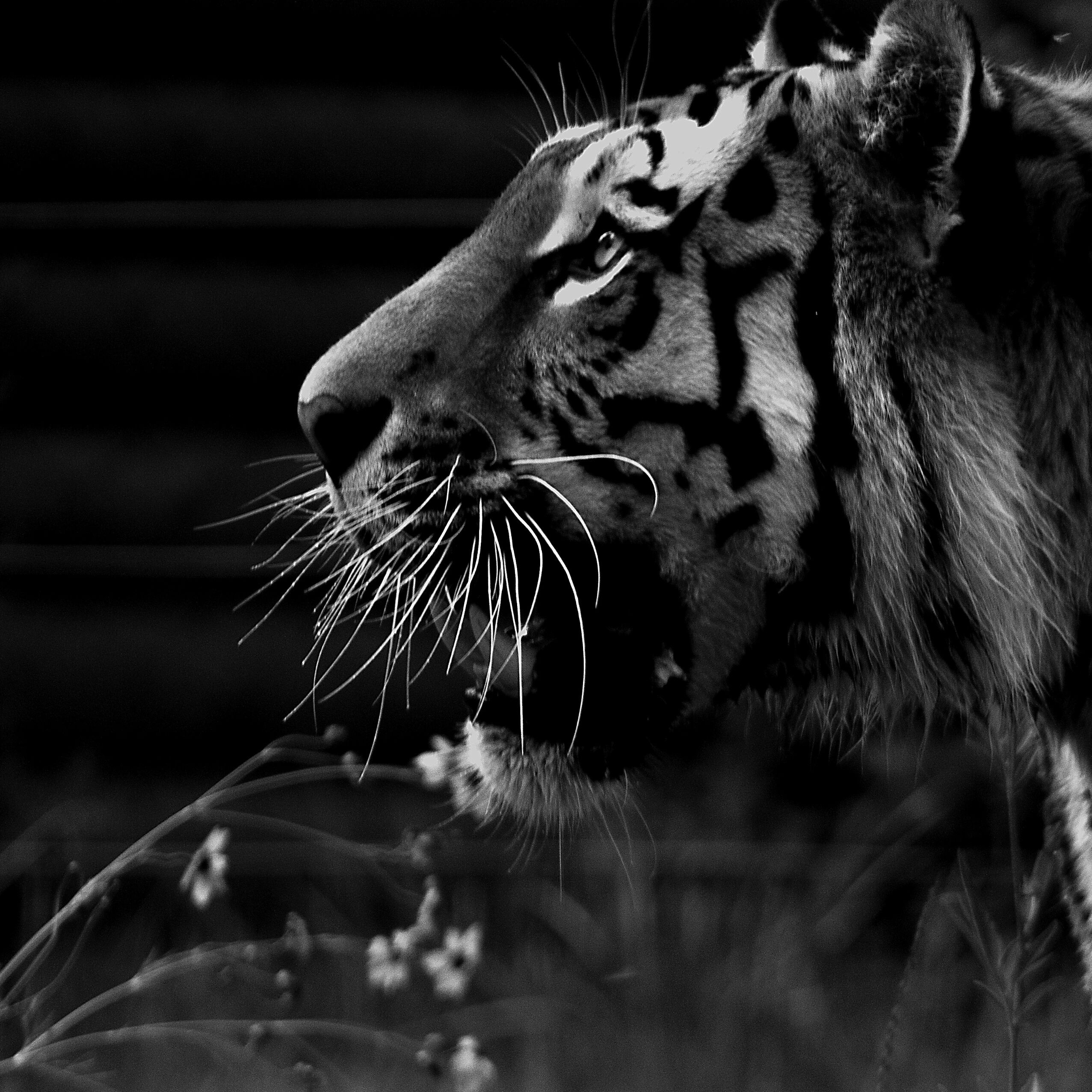A close-up of a tiger's face with distinctive black stripes and white whiskers.