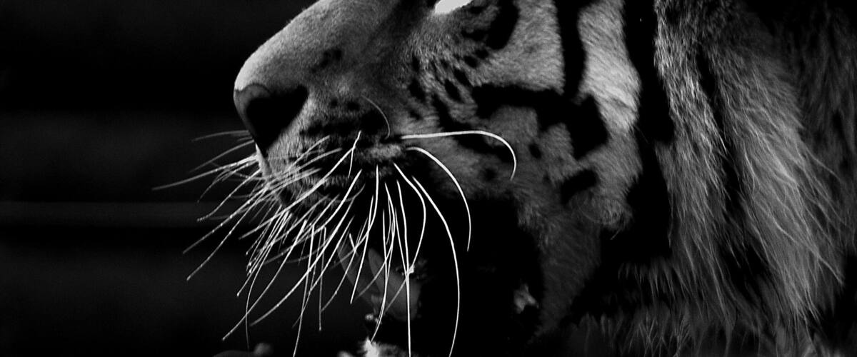 A close-up of a tiger's face with distinctive black stripes and white whiskers.