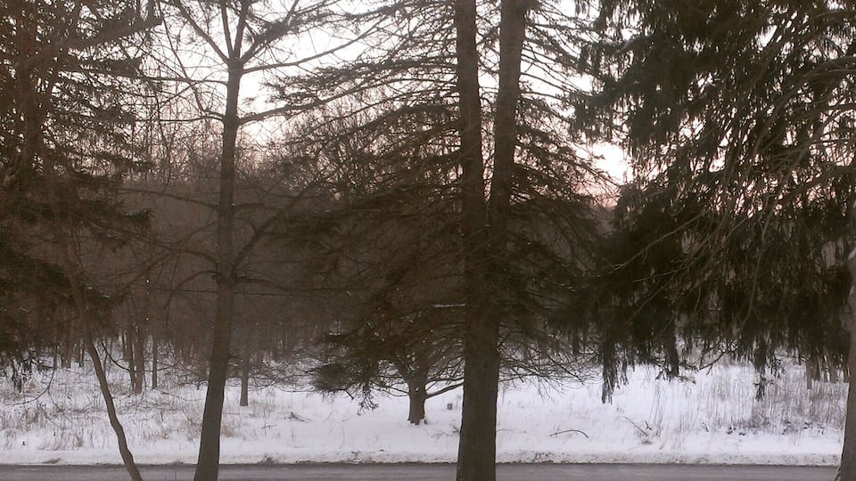 A snowy landscape with tall trees and a road.