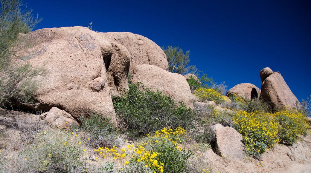 里奧弗德維斯塔