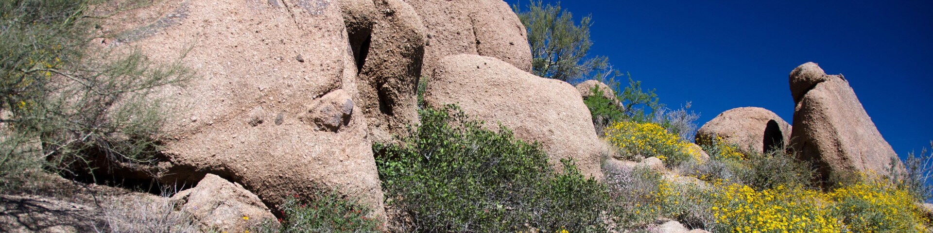 Granite rocks and brittlebush at Pinnacle Peak