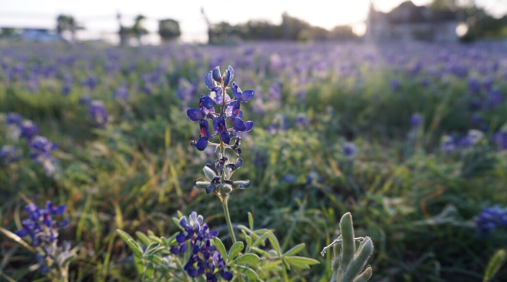 Pflugerville, TX - April 12, 2025: Heritage Park - Texas Bluebonnets in the morning