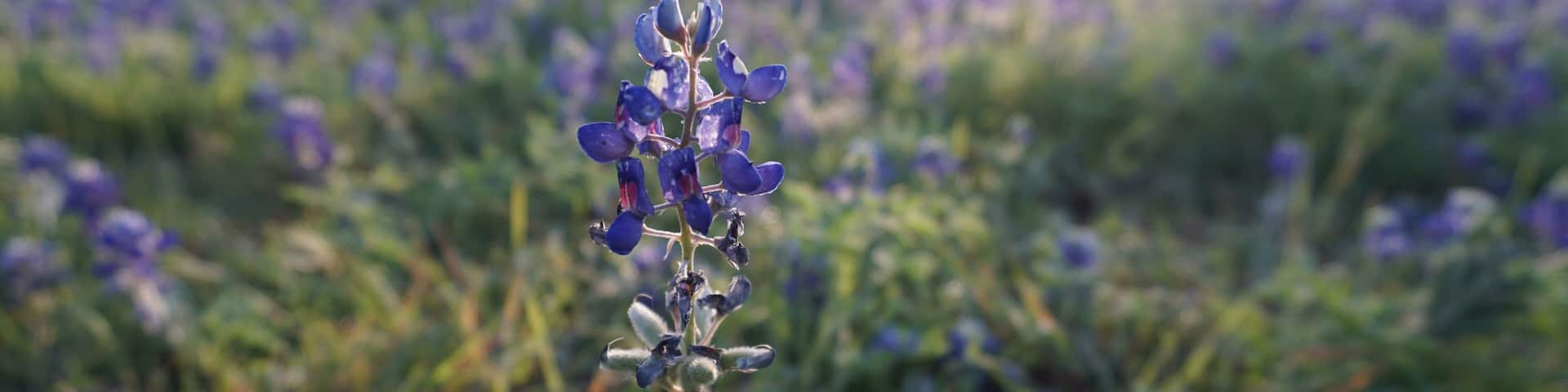 Pflugerville, TX - April 12, 2025: Heritage Park - Texas Bluebonnets in the morning