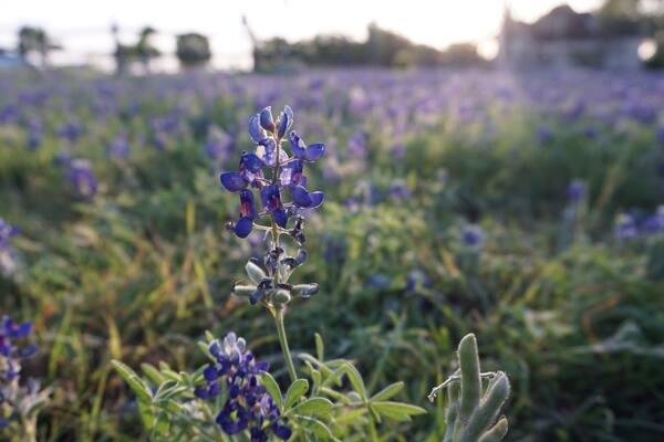 Pflugerville, TX - April 12, 2025: Heritage Park - Texas Bluebonnets in the morning