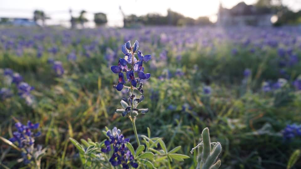 Pflugerville, TX - April 12, 2025: Heritage Park - Texas Bluebonnets in the morning