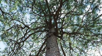 เวสต์ เซาเทิร์น ไพน์ส