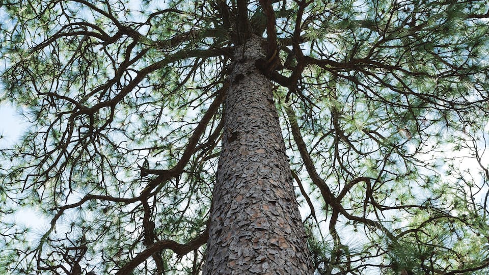 Old growth Longleaf Pine looking skyward in Weymouth Woods, Southern Pines, North Carolina
