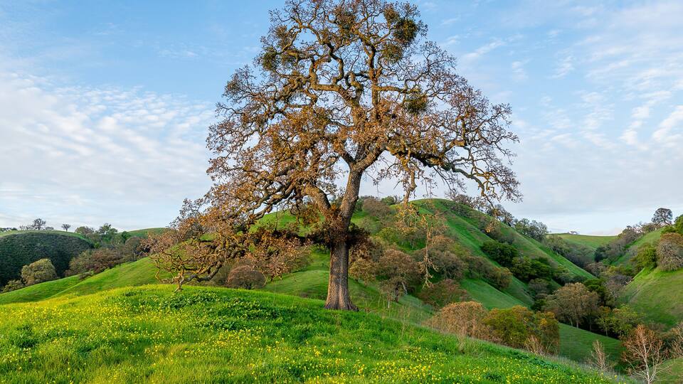 Hiking trails of Mount Diablo State Park, California