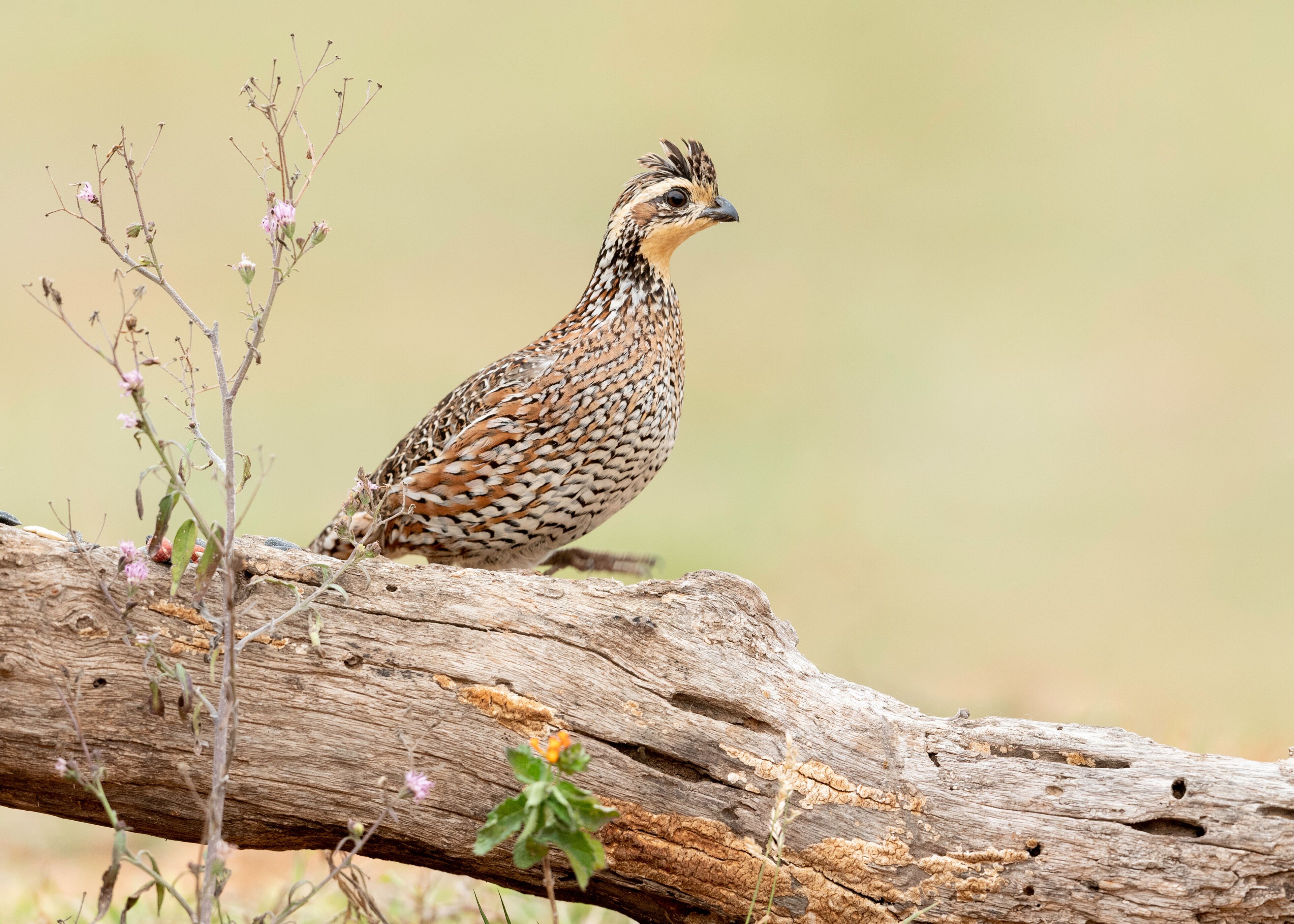 Northern Bobwhite, Rio Grande Valley, Texas