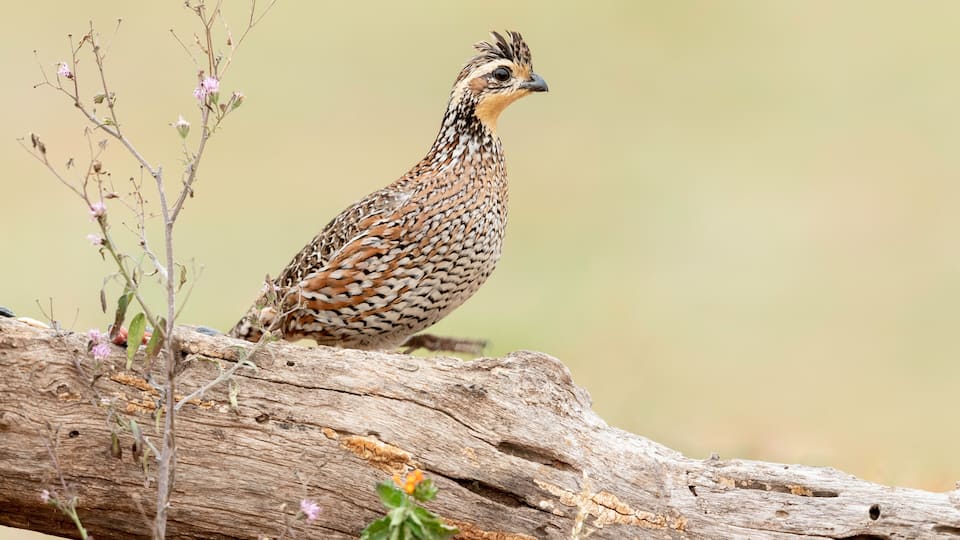 Northern Bobwhite, Rio Grande Valley, Texas
