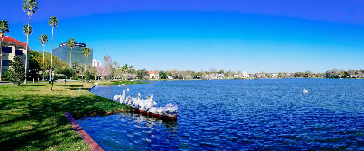 Swan at Lake Morton at city center of lakeland Florida