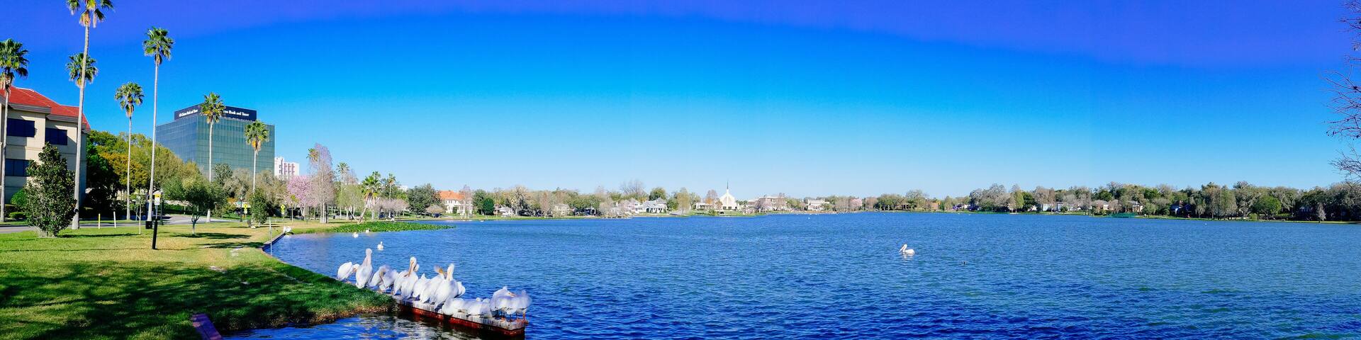 Swan at Lake Morton at city center of lakeland Florida