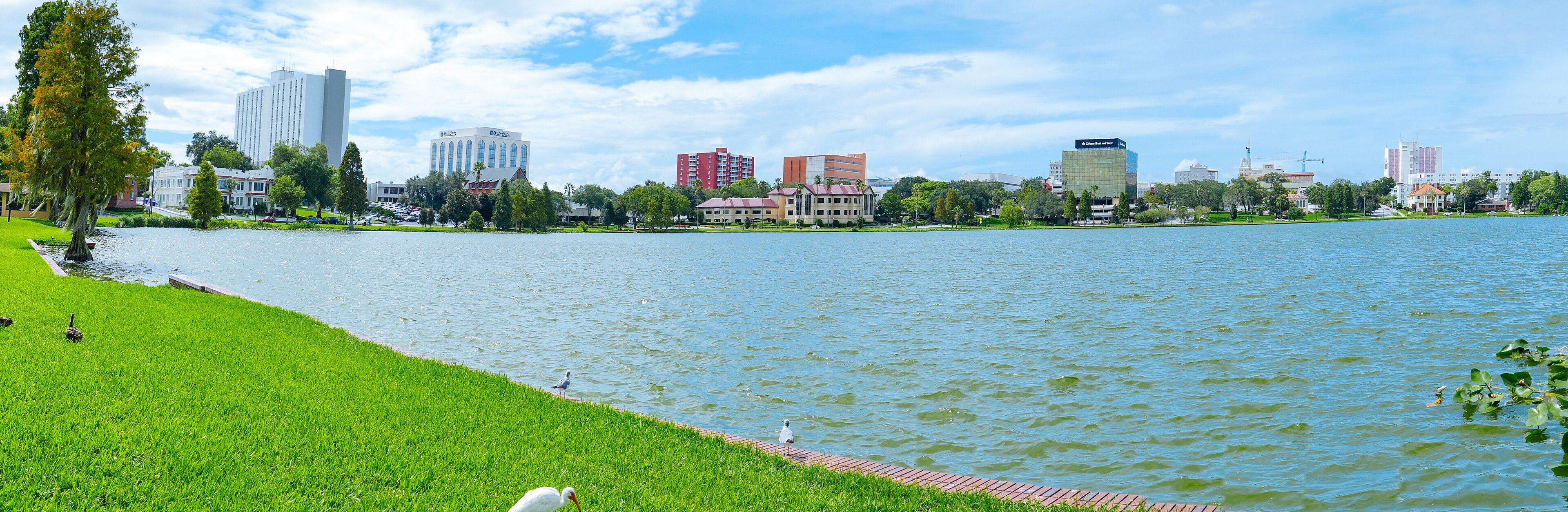 Swan in Lake Morton at city center of lakeland Florida