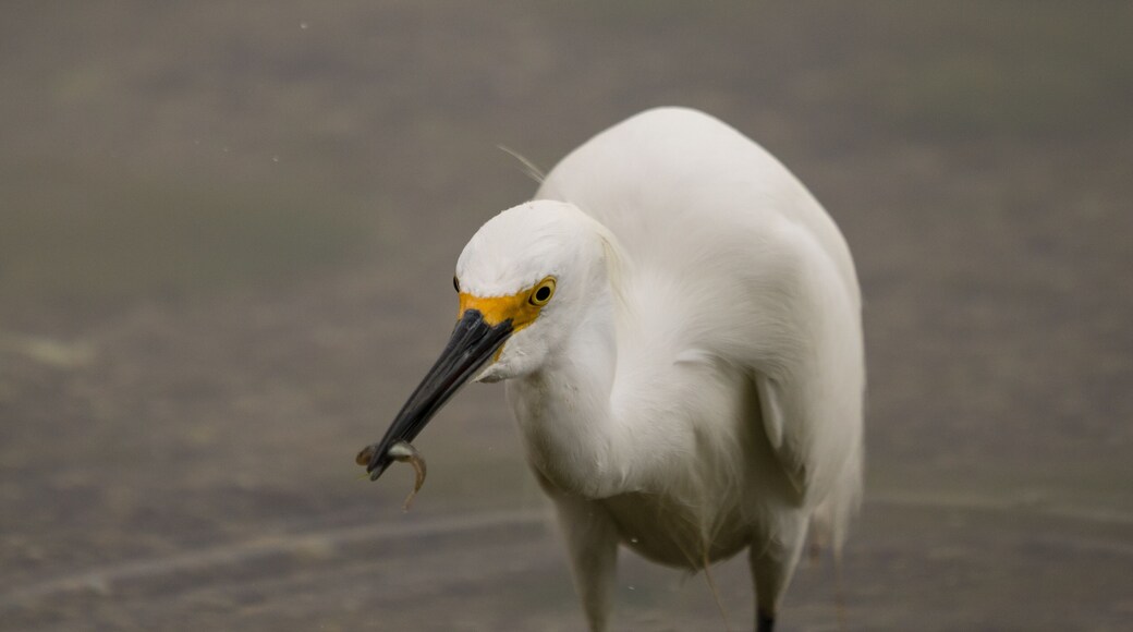Snowy egret with a small fish in it's beak.