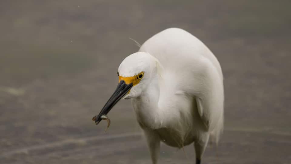 Snowy egret with a small fish in it's beak.