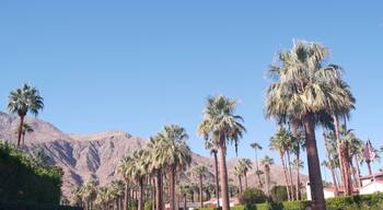 Row of palm trees and mountains or hills, sunny Palm Springs vacations resort near Los Angeles, Old Las Palmas, California valley nature, USA. Arid dry climate plants, desert oasis flora, summer vibes