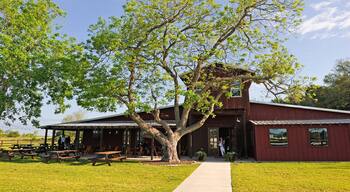 Pecan tree in front of Amelia Farm and Market, 8600 Dishman Road, Beaumont, Texas, United States of America