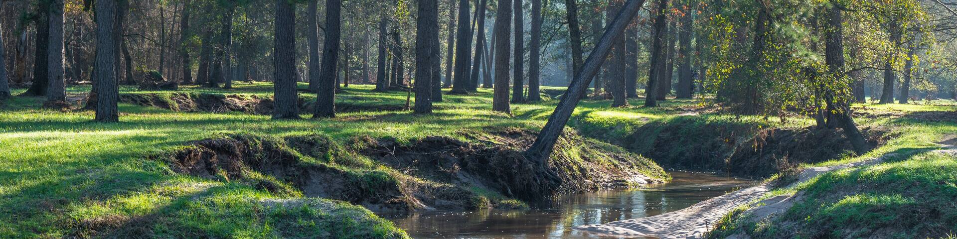 A field of green grass under the pine trees in an East Texas forest.