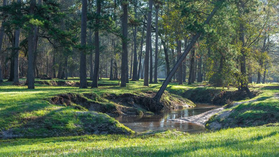 A field of green grass under the pine trees in an East Texas forest.