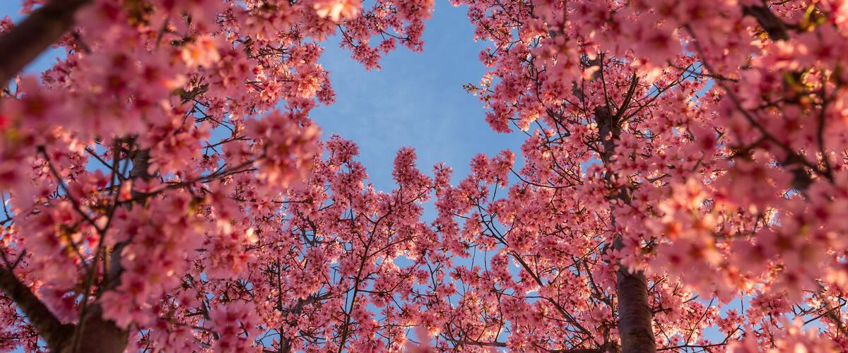 Blue Skies and Cherry Blossoms