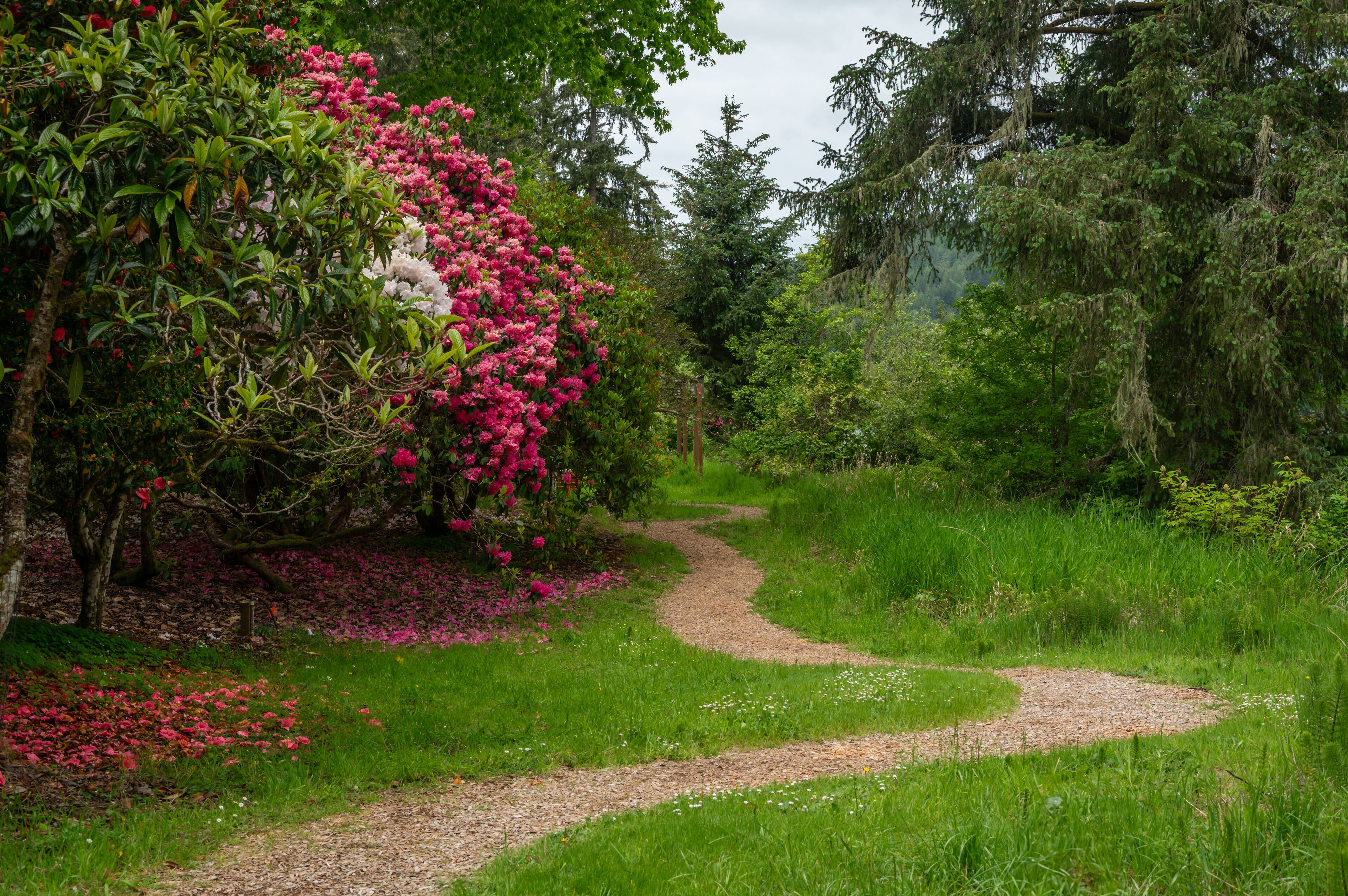 Vibrant Rhododendron garden in full bloom. 