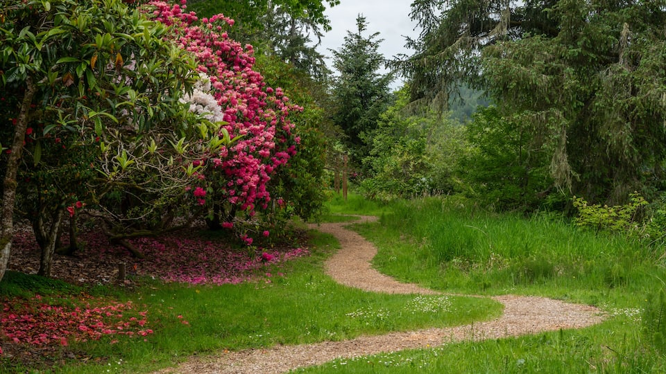 Vibrant Rhododendron garden in full bloom.