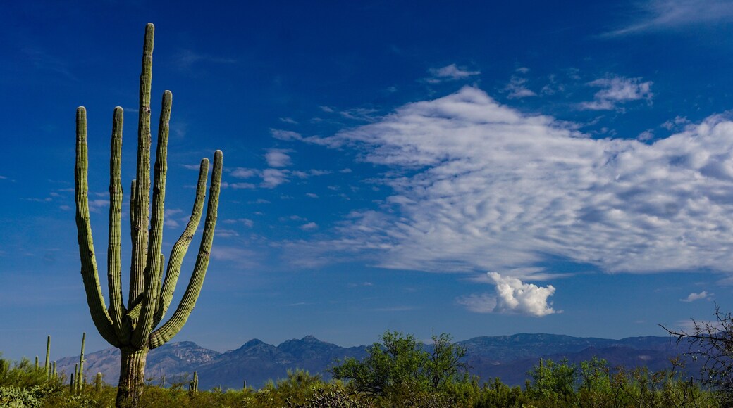 A tall Saguaro cactus against a blue morning sky and the Santa Catalina Mountains in Saguaro National Park, Arizona