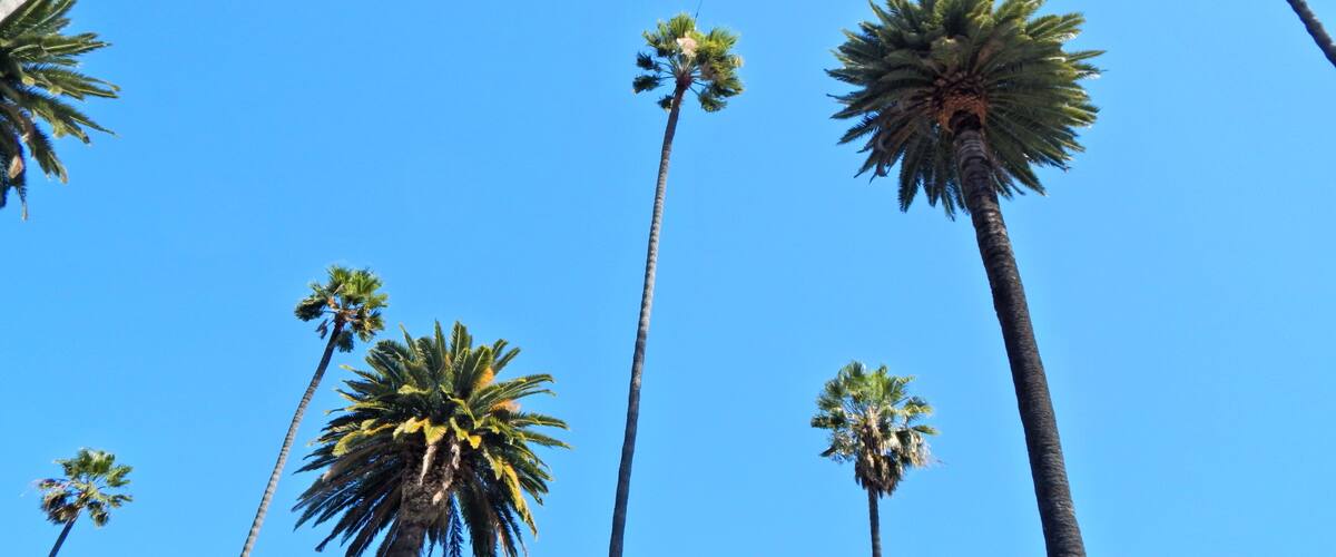 PALMERAS BEVERLY HILLS