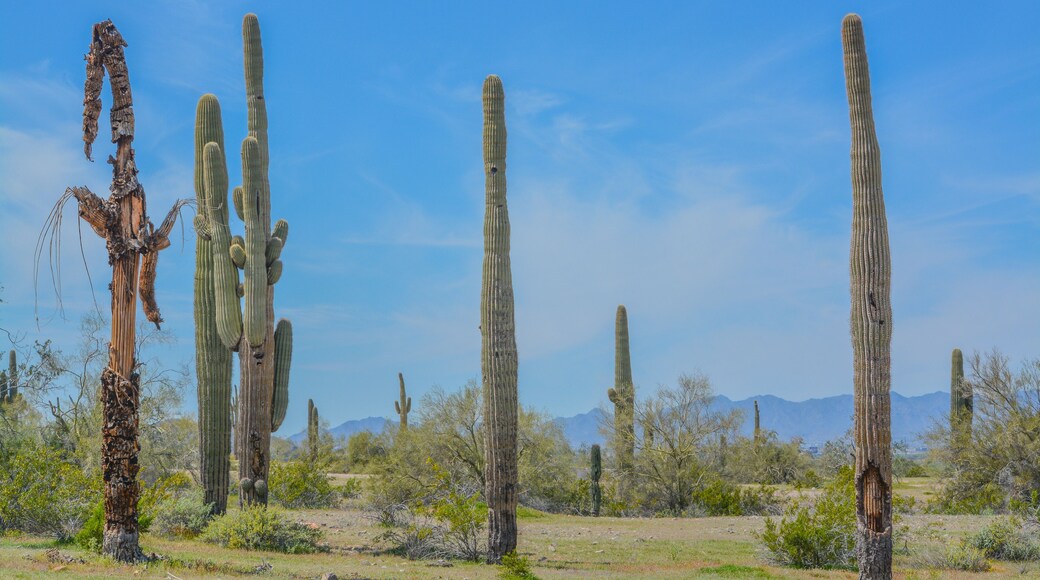 A dead Saguaro Cactus (Carnegiea Gigantea) among healthy ones in the Estrella Mountain Regional Park, Goodyear, Maricopa County, Arizona USA
