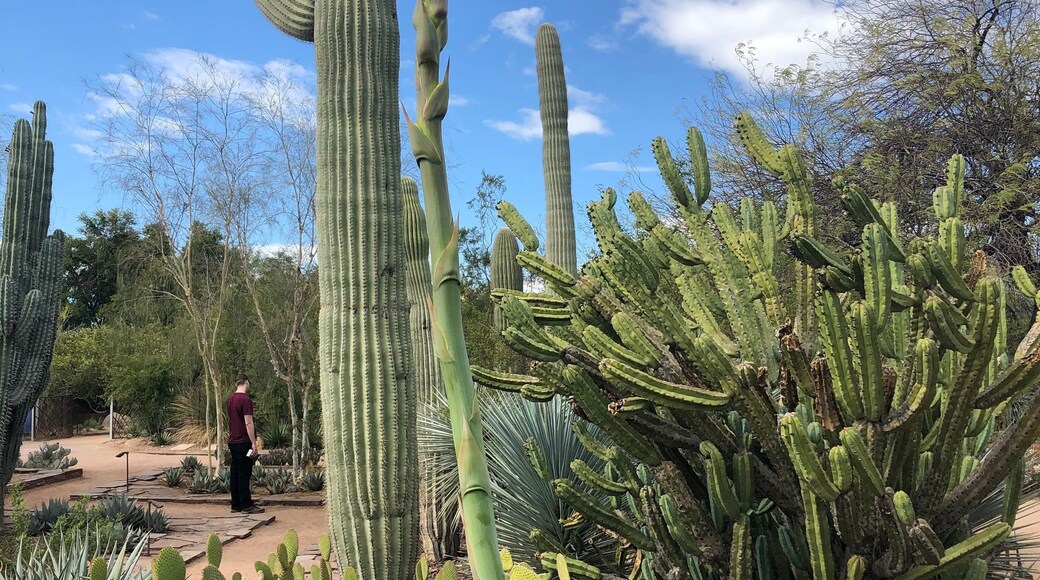 Arizona botanical garden