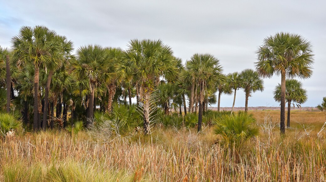 ฮอปกินส์ ฟิทช์ แกรนท์