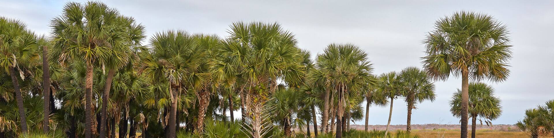 Palm trees at Lake Woodruff National Wildlife Refuge in Volusia county, Florida