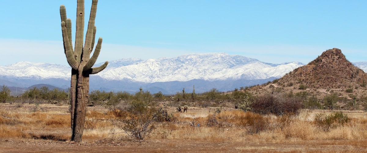 Saguaro Cactus near Lake Pleasant, Arizona, with snow capped mountains in the background