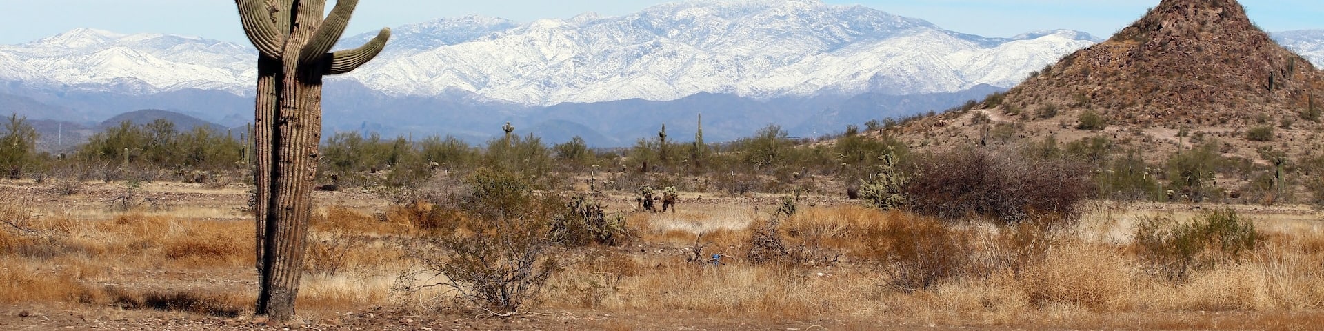 Saguaro Cactus near Lake Pleasant, Arizona, with snow capped mountains in the background