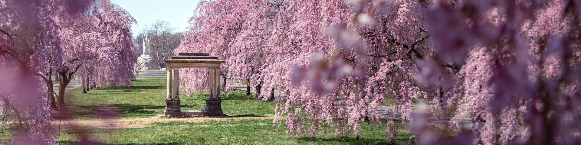A park with cherry blossom trees in full bloom, a central gazebo, and a clear blue sky.